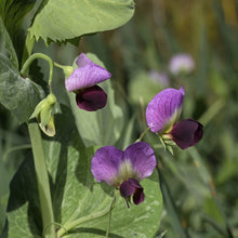 Load image into Gallery viewer, Dundale Peas by Eretz