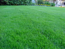Load image into Gallery viewer, Kentucky 31 Tall Fescue Grass Seed (Oregon State Certified!)