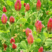 Load image into Gallery viewer, Crimson Clover Seed