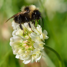 Load image into Gallery viewer, Ladino White Clover Seed