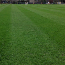 Load image into Gallery viewer, Annual Ryegrass Seed