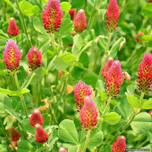 Load image into Gallery viewer, Crimson Clover Seed