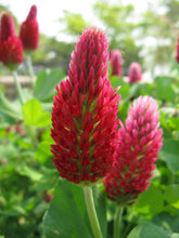 Load image into Gallery viewer, Crimson Clover Seed