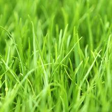 Load image into Gallery viewer, Annual Ryegrass Seed