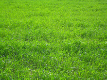 Load image into Gallery viewer, ProTurf  Perennial Ryegrass Grass Seed