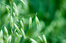 Load image into Gallery viewer, White Oat Grain Seed