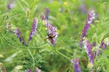 Load image into Gallery viewer, Hairy Vetch Seed