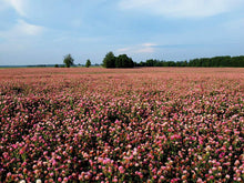 Load image into Gallery viewer, Red Clover Legume Seed