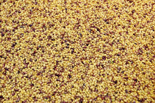 Load image into Gallery viewer, Red Clover Legume Seed