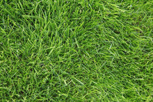 Load image into Gallery viewer, Kentucky 31 Tall Fescue Grass Seed (Oregon State Certified!)