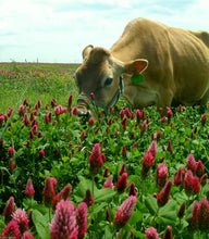 Load image into Gallery viewer, Crimson Clover Seed