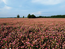 Load image into Gallery viewer, Red Clover Legume Seed