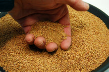 Load image into Gallery viewer, Crimson Clover Seed