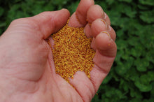 Load image into Gallery viewer, Ladino White Clover Seed