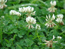 Load image into Gallery viewer, Ladino White Clover Seed