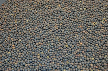 Load image into Gallery viewer, Hairy Vetch Seed