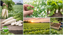Load image into Gallery viewer, Daikon Radish Seed by Eretz - Choose Size! Willamette Valley, Oregon Grown Pure Seed.