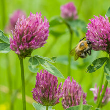 Load image into Gallery viewer, Red Clover Legume Seed