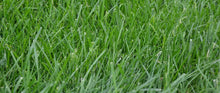 Load image into Gallery viewer, Kentucky 31 Tall Fescue Grass Seed (Oregon State Certified!)