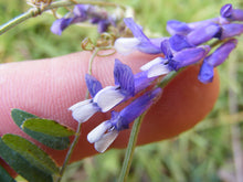 Load image into Gallery viewer, Hairy Vetch Seed