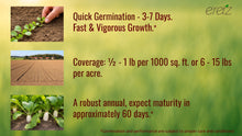 Load image into Gallery viewer, Daikon Radish Seed by Eretz - Choose Size! Willamette Valley, Oregon Grown Pure Seed.