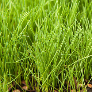 Eretz Creeping Red Fescue Grass