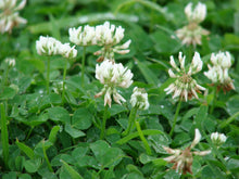 Load image into Gallery viewer, Eretz White Clover