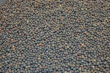 Load image into Gallery viewer, Hairy Vetch Legume Seed by Eretz