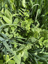 Load image into Gallery viewer, Eretz Cover Crop Blend