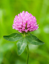 Load image into Gallery viewer, Red Clover Legume Seed