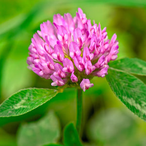 Red Clover Legume Seed